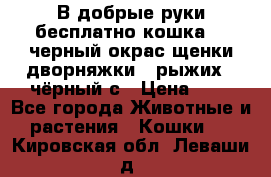 В добрые руки бесплатно,кошка,2.5черный окрас,щенки дворняжки,3 рыжих 1 чёрный,с › Цена ­ - - Все города Животные и растения » Кошки   . Кировская обл.,Леваши д.